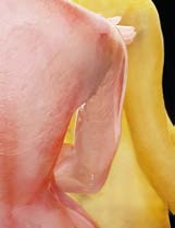 Abbildung 8 (Avatar19)